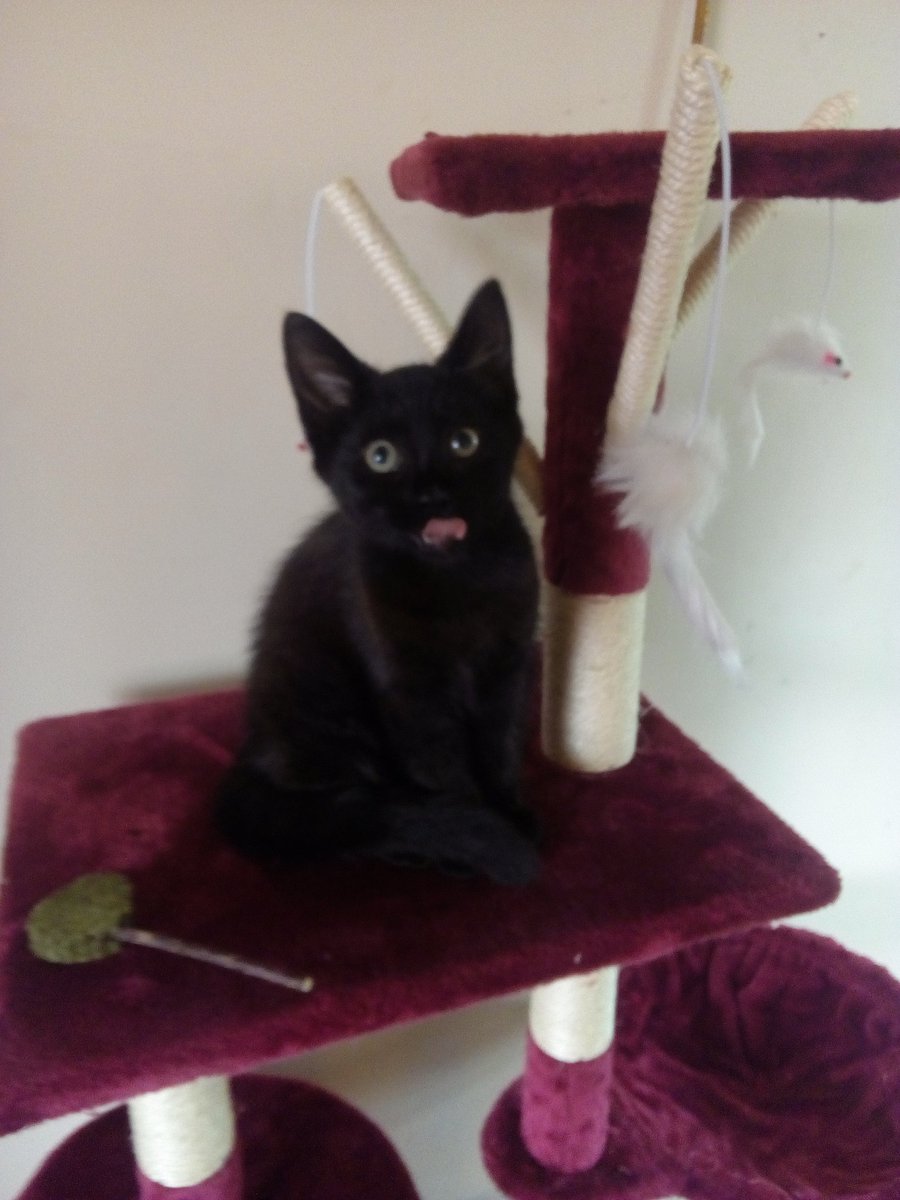 Fiona92577914's tweet photo. Okay I'm still struggling to stick to a name for my VERY SKITTY KITTY! she's fabulous she's VERY lively and funny goes in random mads all the time she's just brilliant!

She's black with chocolate stripes

mum wants to call her beans 😂😂

#namea #ideas #cats #CatsOfTwitter https://t.co/znbzckH8QP