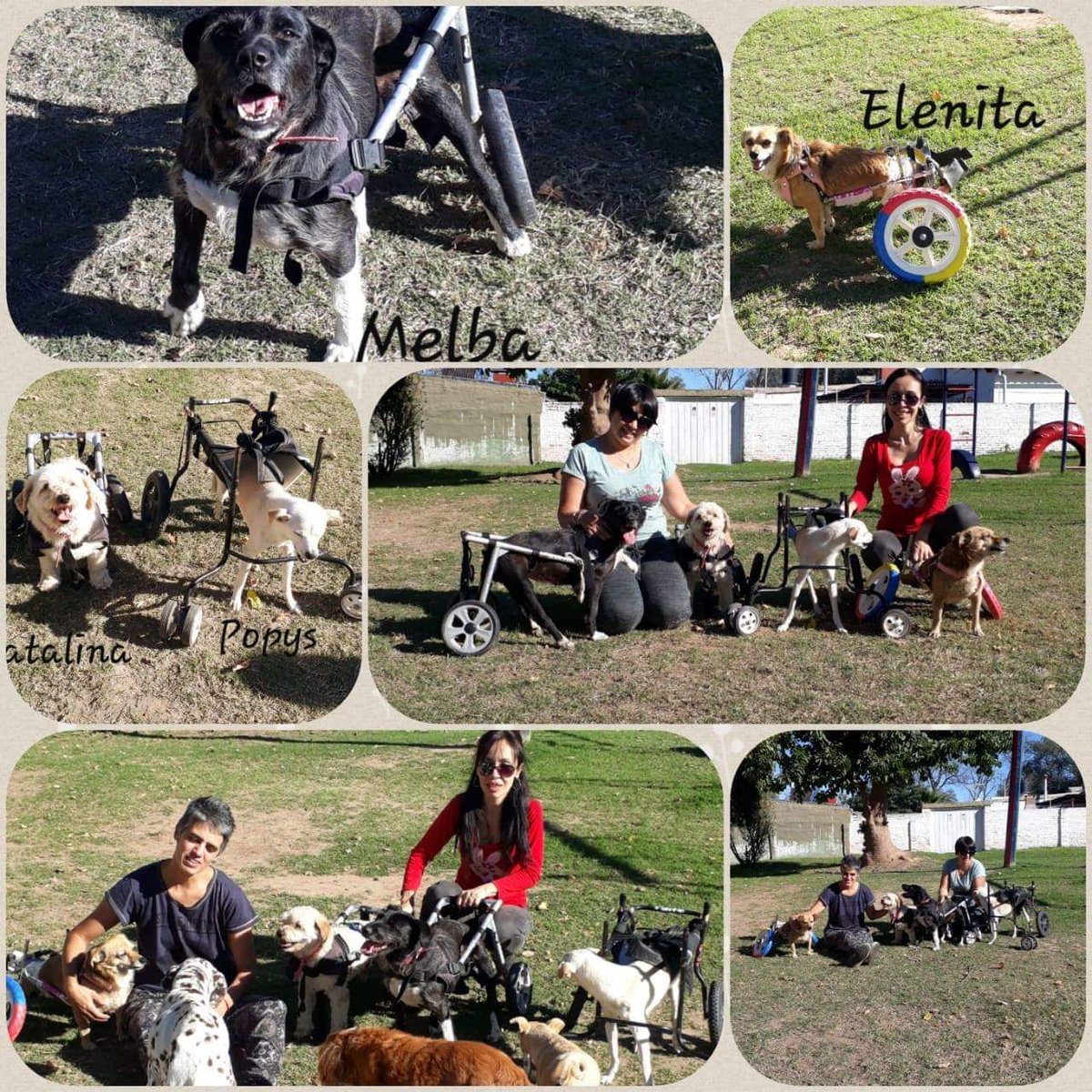 DiscasCba's tweet photo. Los #Discas #delassierras les desean un lindo finde semana !!
#embajadores #discas #sierrasdecordoba
#melba #elenita #popys #cata
Adoptá 💚 no compres .
discasrodandoporlavida@gmail.com
Córdoba capital https://t.co/Nng6ZgcP5b