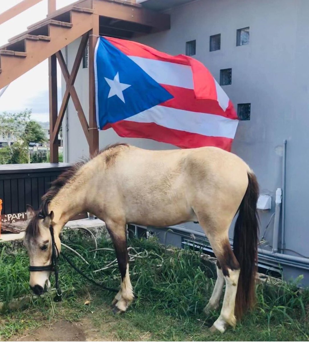 GSDinSeattle's tweet photo. 🐎🇵🇷💕🐎🇵🇷💕🐎🇵🇷💕🐎🇵🇷💕 https://t.co/9PnLR2sQFX