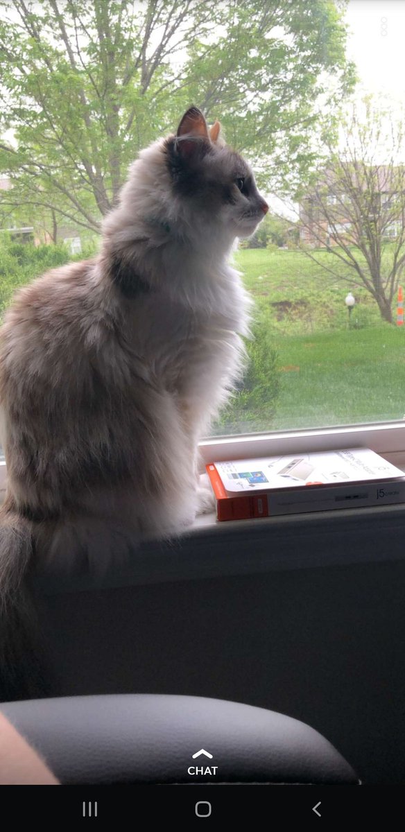 weimeows's tweet photo. #whenIgrowup #stoic #stonecold #Queen #CatsOfTwitter #CatsOnTwitter  #Meow https://t.co/TRNFK6Ls4K