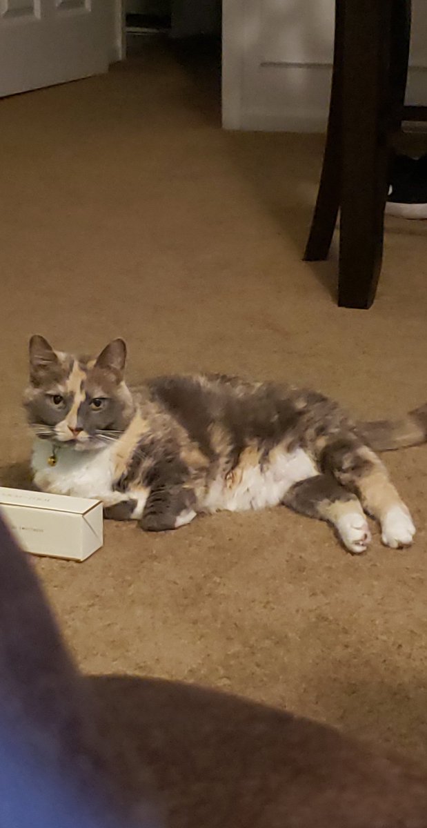 weimeows's tweet photo. #weightloss #CatsOfTwitter #CatsOnTwitter #LookAtHerNow #twopounds https://t.co/TrHH8YYVZ9