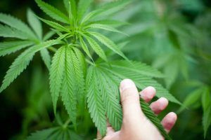 TOMORROW⚡️
CANNABIS MUSKOKA EDUCATION EXPO is a first ever event design to provide users, both recreational and medicinal and the hobbyist cultivator a resource for accurate cannabis information.  
buff.ly/2JQAsUf #MuskokaCannabisExpo #cannabiseducation