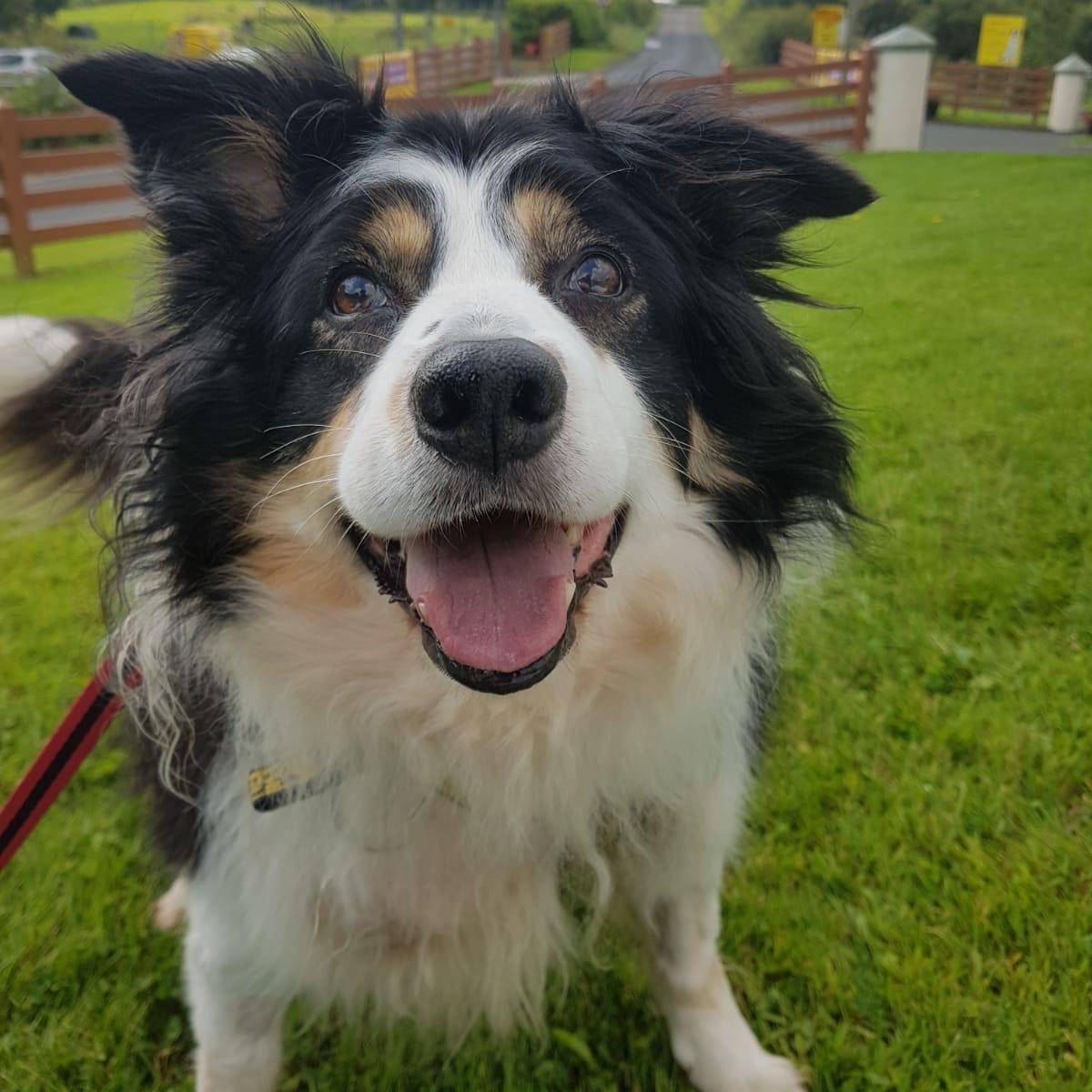 DogsTrust's tweet image. Beautiful 13 year old Kezzie is looking for her retirement home 🏡
She adores human company and her favourite thing to do is play fetch 🐶
Kezzie would like to be the only pet in her new forever home 💛

Kezzie is at Dogs Trust Ballymena 👉 fal.cn/33fAv
