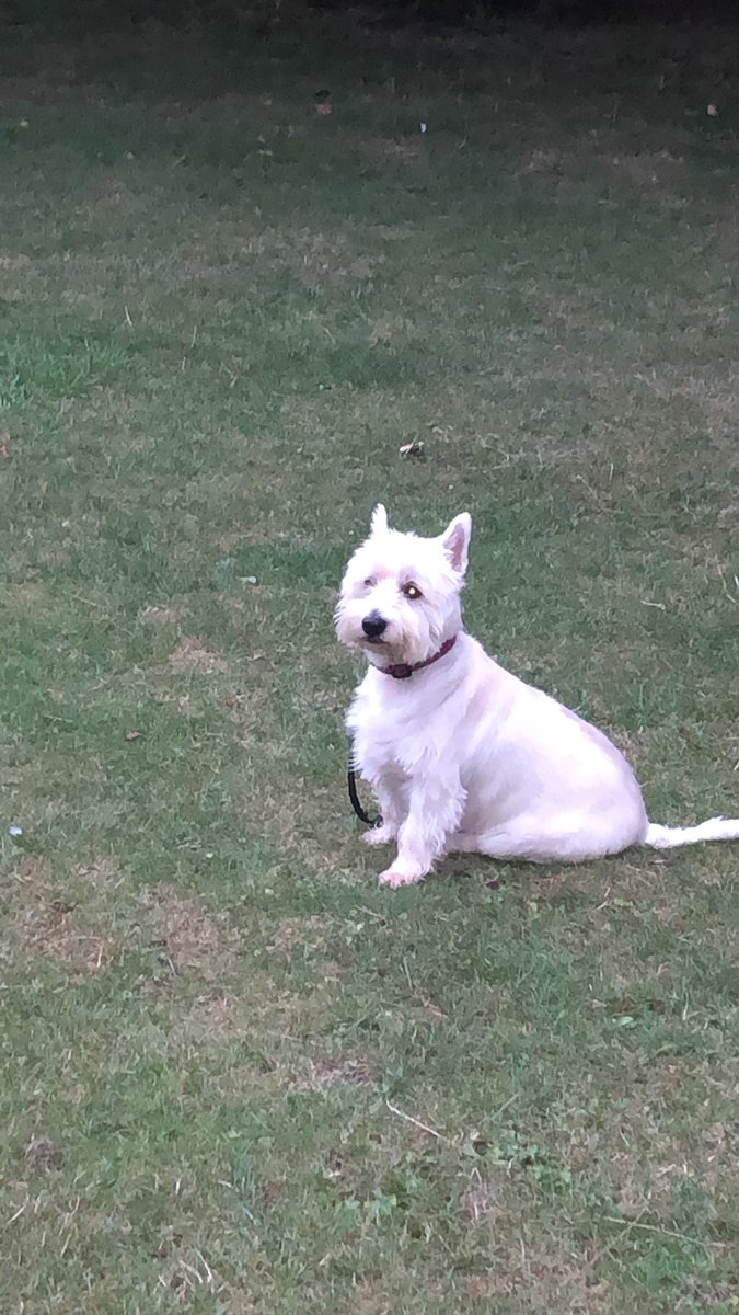 GavWonna's tweet image. #Boogles with the evil eye!