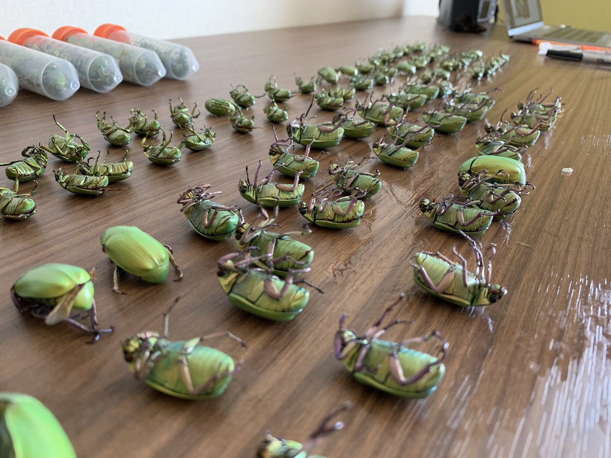 coleoguy's tweet photo. Amazing 2 weeks of field work sampling Chrysina from 8 canyons in TX and AZ. https://t.co/WmapvJoduU
