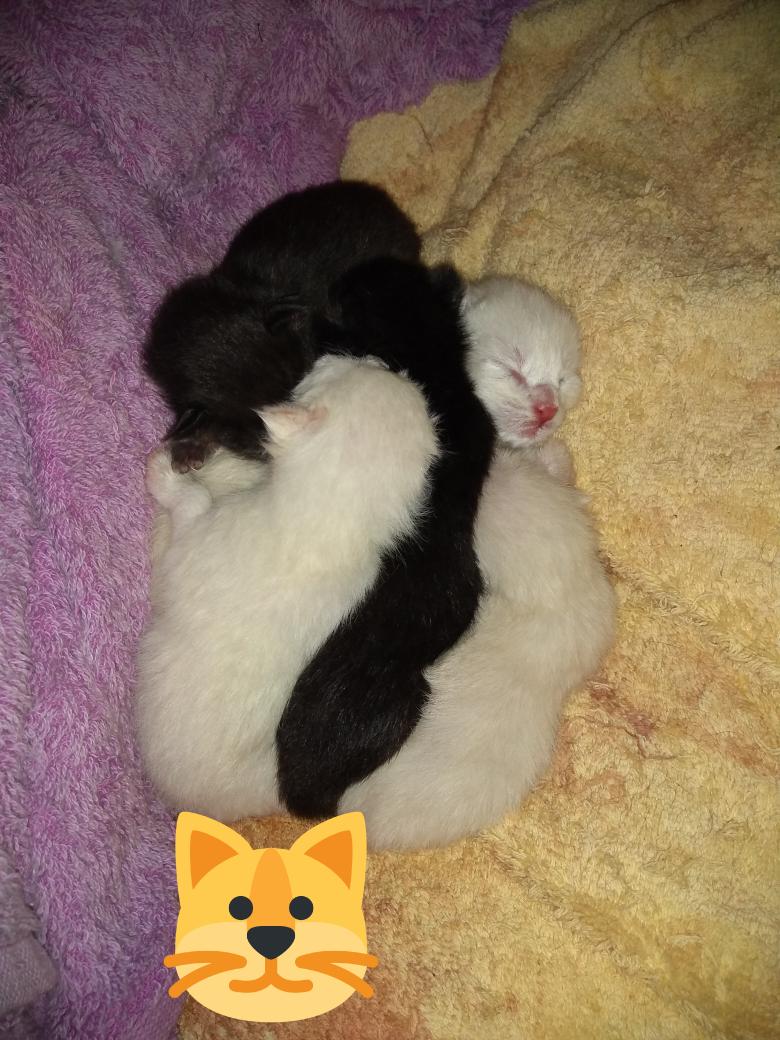 Bienvenidos al mundo 🐱🐱🐱🐱🐱
#michis
#necesitaranunhogar