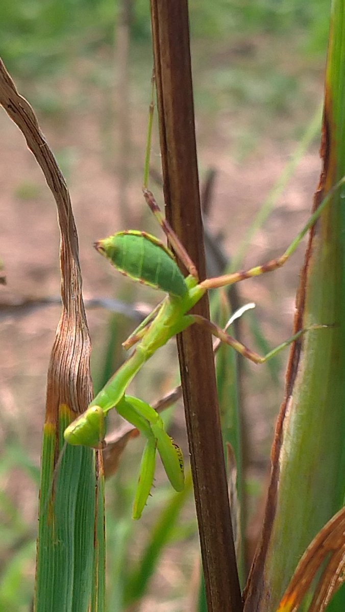 カマキリってどんな昆虫 草原の捕食者 その生態とは 生き物ネット