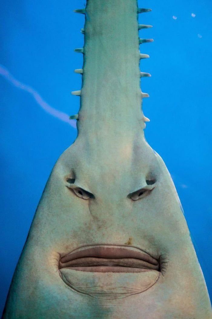 Post a pic/gif of a character that looks like this sawfish
#SharkWeek