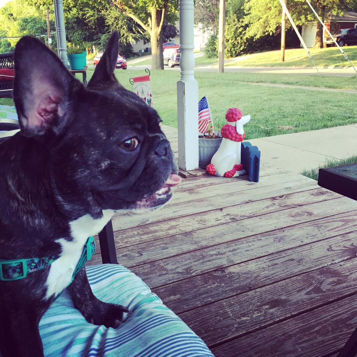 FrenchiePearl's tweet photo. https://t.co/v3kypvaORp