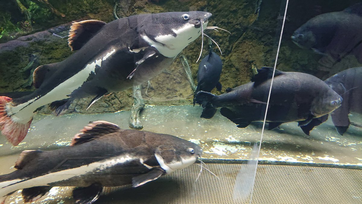 ぱらりら いた いた 浅虫水族館にもいた レッドテールキャットフィッシュ 可愛い超可愛い愛してる ぱらりら いた いた 浅虫水族館にもいた レッドテールキャットフィッシュ 可愛い超可愛い愛してる