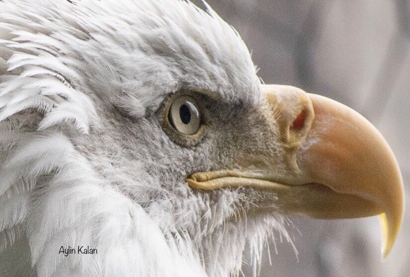 AylinKalan's tweet photo. The Bald Eagle #birdphotography #beΕiktaΕ #baldeagle #eagle #nikonphotography #aylinkalan #eye #California #californiainmymind #eurika #NorthAmerica #photography #animals #animallover #BirdEyeView #closeup #closeupeye https://t.co/ugihitcXKY