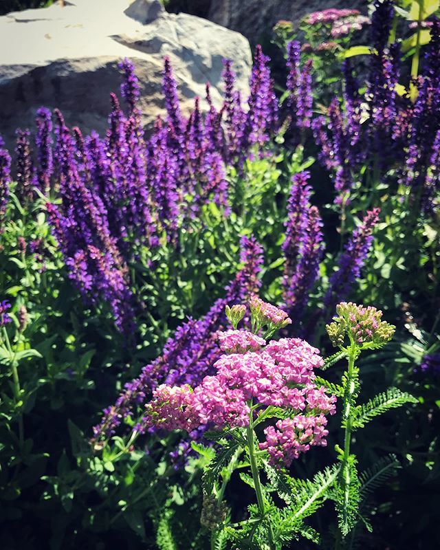 SnowdropWY's tweet photo. I know, more purple 😂 but the salvia has been so gorgeous this year! And this purple yarrow!⁣

#snowdropgardens #yarrow #salvia #zone4gardening #jacksonhole #wyominggarden #mountaingarden #nativeplants #organicgardening #gardening #purpleflowers https://t.co/lCGFVIj1NS https://t.co/b6AQPb59oo