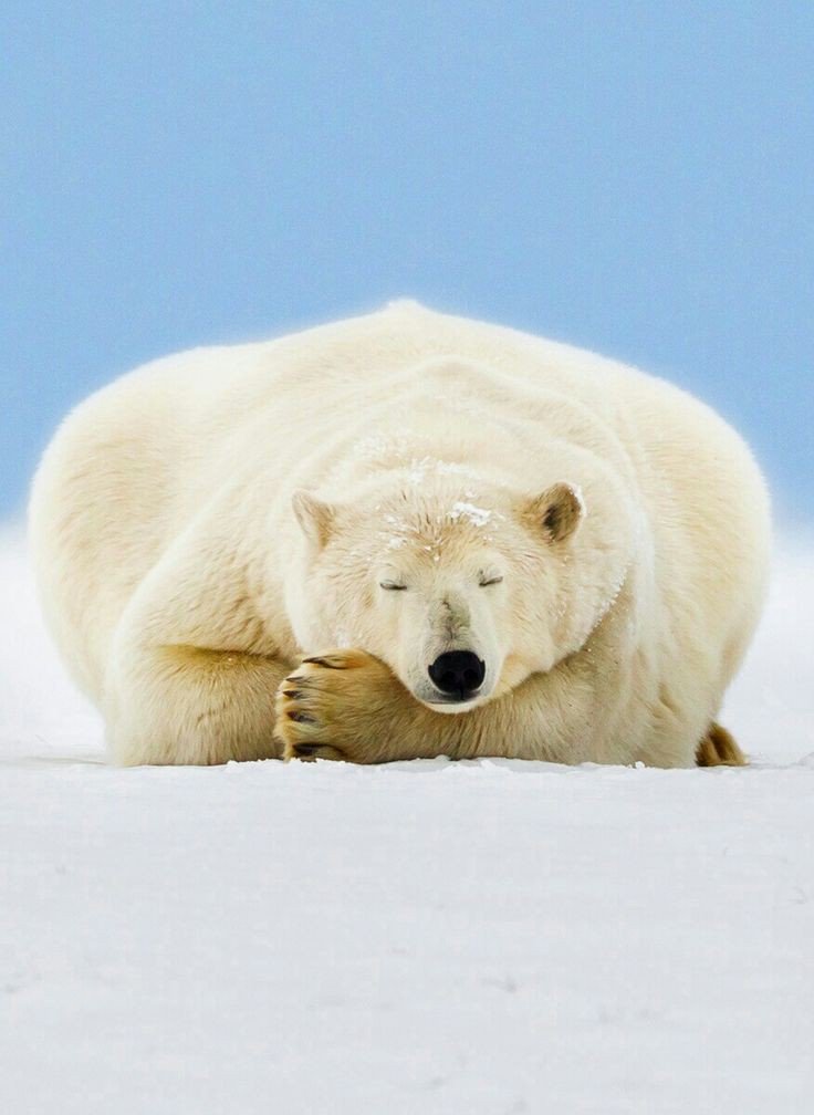 seokjinnie, a big fluffy polar bear
