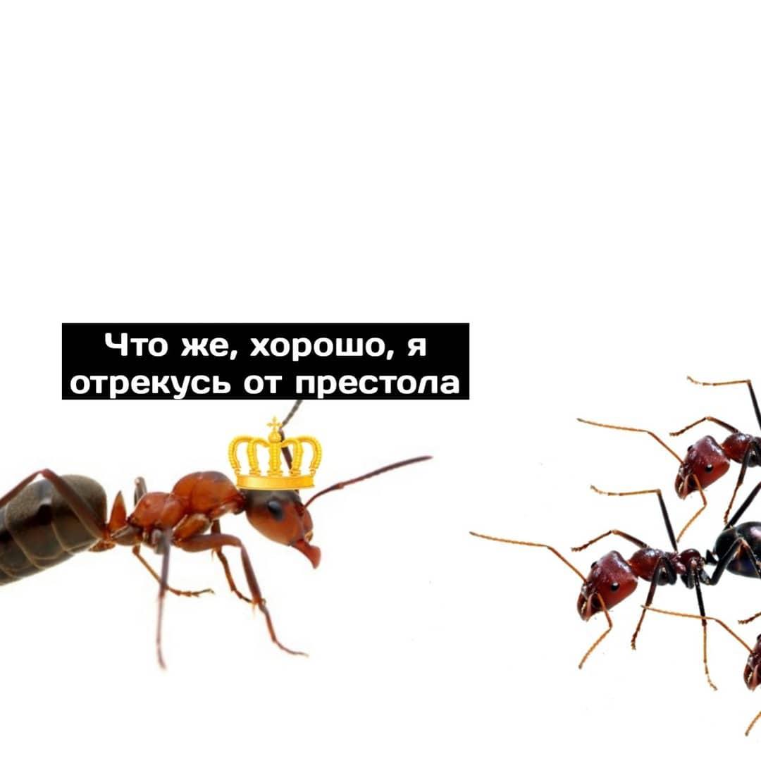 Мемы с муравьями