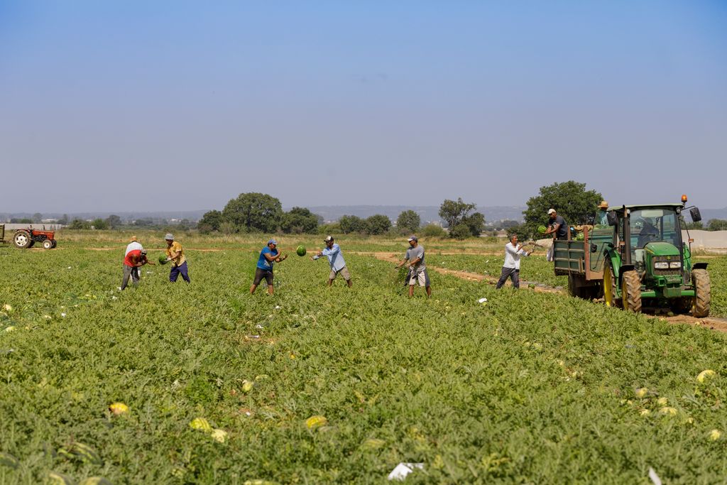 People have been harvesting watermelons for 5,000 years. Nowadays, consumers worldwide can enjoy fresh and tasty watermelons. Read more about our varieties and innovations: bit.ly/2MxqatV #HappyWatermelonDay #innovation #EmbracingNature