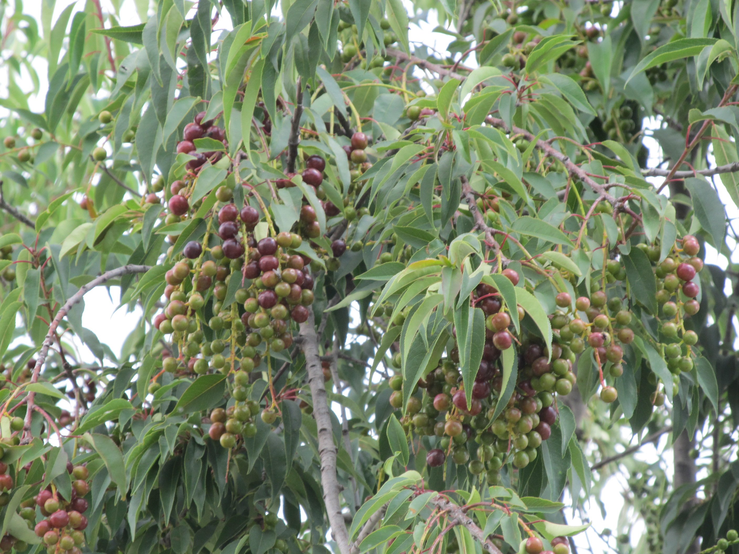 Capulines Fruit