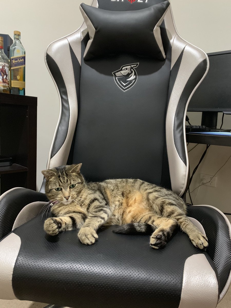 ConkyOCE's tweet photo. Eevee’s #1 fan @grayhoundgaming @ShoeyGaming https://t.co/7sovodPhQc