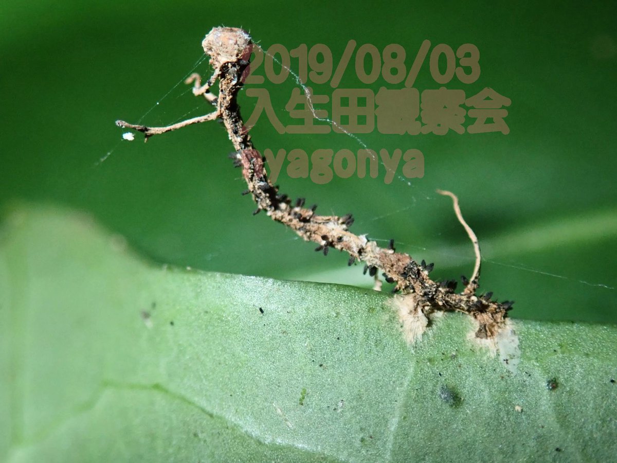 最高かつ最も包括的な尺取り虫 図鑑 最高の花の画像