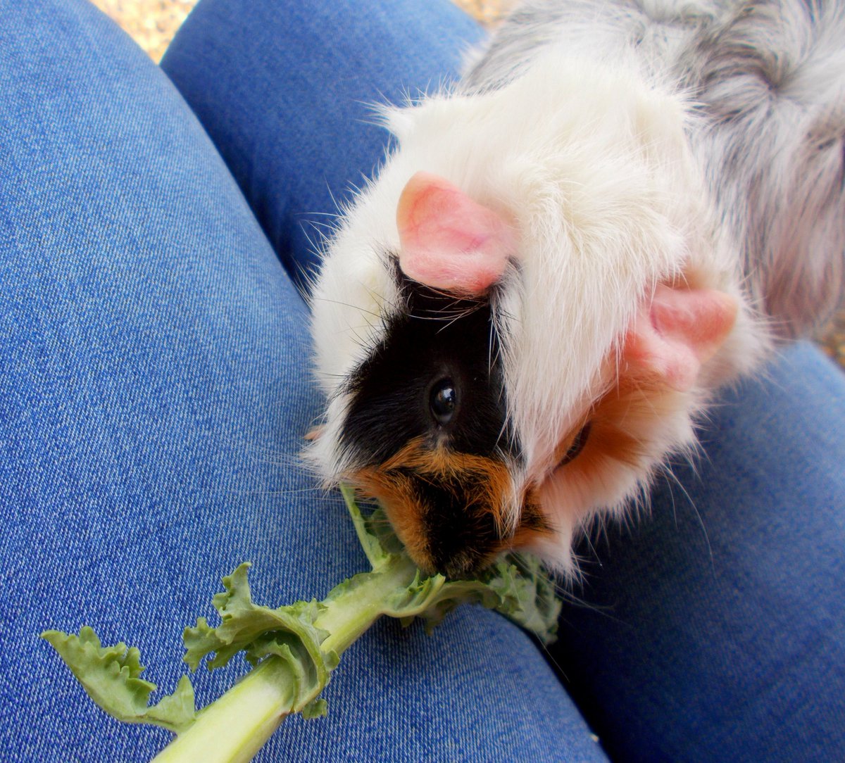 Saturday #guineapigspam 😍 #guineapigs #babyguineapigs #guineapigsoftwitter