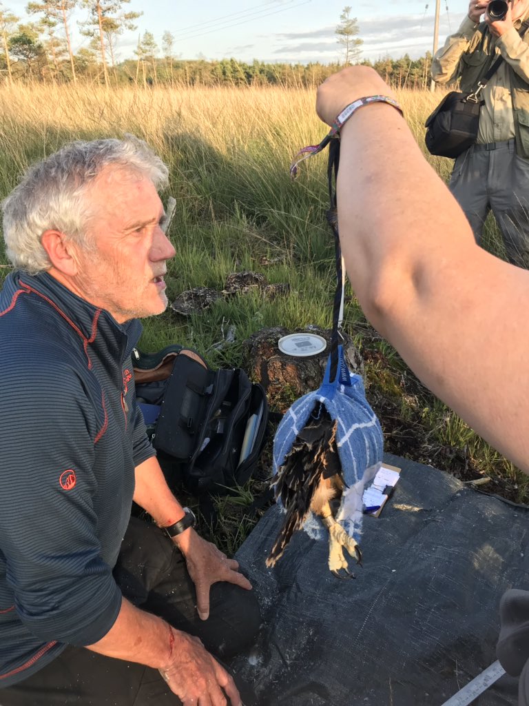 Really happy to have been involved in <a href="/MikeTBASC/">Mike Thornley</a> <a href="/BASCnews/">BASC</a> <a href="/BASCNorth/">BASC North</a> Osprey project, Iv climbed thousands of trees but this was very rewarding.... #osprey