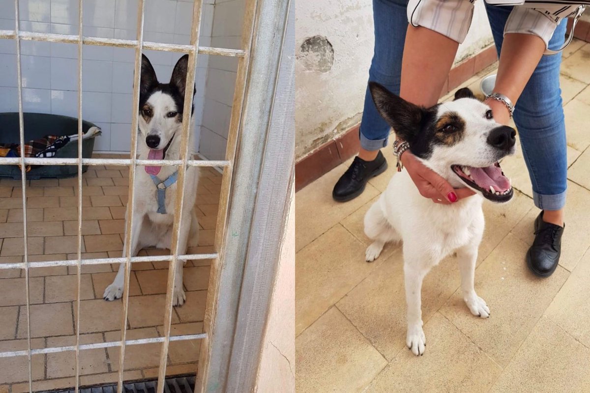 cas_not's tweet photo. Let’s meet Alaska!
She’s dynamic, friendly and she gets along with everyone – with cats it is to be tested. Alaska’s very cuddly, in fact she always asks love. Thanks to GISH, we’re glad to say Alaska has a new home! (last pic)

 #RateGISHDogs @dog_rates #GISH https://t.co/9YVr2B7UDB