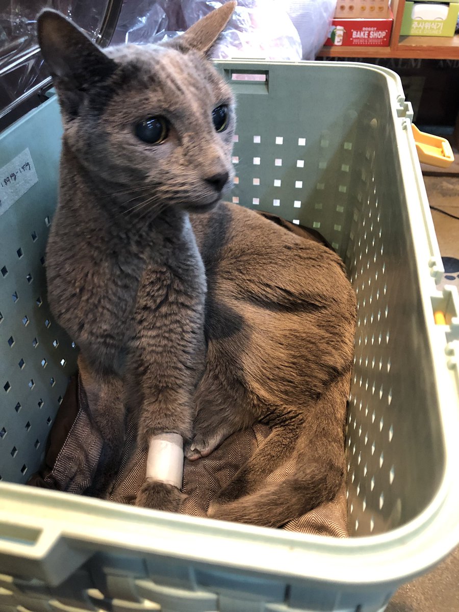 화요일 입원, 토요일 퇴원. 비강 튜브 첫 사용. 평소 병원 다녀오면 바로 기분 좋아지는 어르신인데 오늘은 시간이 좀 걸린다. 수액 때문에 모처럼 통통해 보인다.