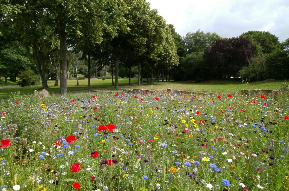 SumnerPack's tweet photo. Flowers are always wonderful to see. Get customized seed papers through Main Ave Promo and remind everyone of how beautiful and eco-friendly your company is!
https://t.co/Y9UIQZKuWS
#Sumner #MainAvePromo #Promo #Promotional #Custom #Customize #Company #Business #Marketing https://t.co/qpinlKQr1d