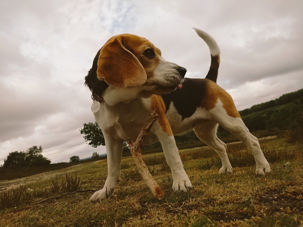 smonahan87's tweet photo. My beagle posing for a photo. #redhydrogen #Hydrogenone #shotonHYDROGEN https://t.co/mvkVlUGs7n