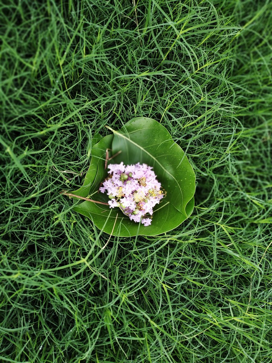 The more time you invest in watching nature, the more you will be emboldened to protect it.  
We can't escape this truth that we belong to nature and severance of this tie will lead to our destruction.  
#nature #savetrees #treesofindia #nativetrees