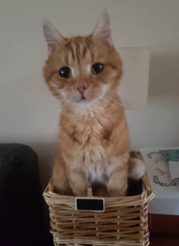 gelert01's tweet photo. STOP! LOOK! READ! 

MISSING CAT: #CABINGATE AREA #BISHOP 
#Clarence is neutered Not seen since 27/07/2019 
If you have seen him or know where he is please contact Stephanie on 07835131038 https://t.co/3LKGM10mjm