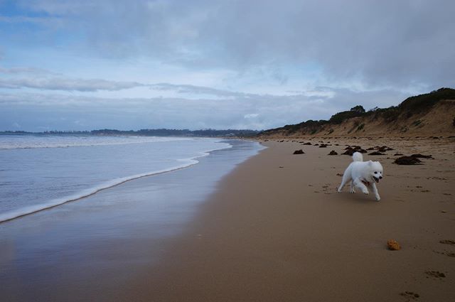 diningwithshiro's tweet photo. Run Shiro! #Japanesespitz #japspitz #dogsofmelbourne #melbourne #melbournecbd #petsofinstagram #puppy #melbmoment #australia #australian #dog #torquay #beach #dogbeach #whitebeach #famousdogs https://t.co/VSRlsqEf0R https://t.co/5TrPrzMnwB