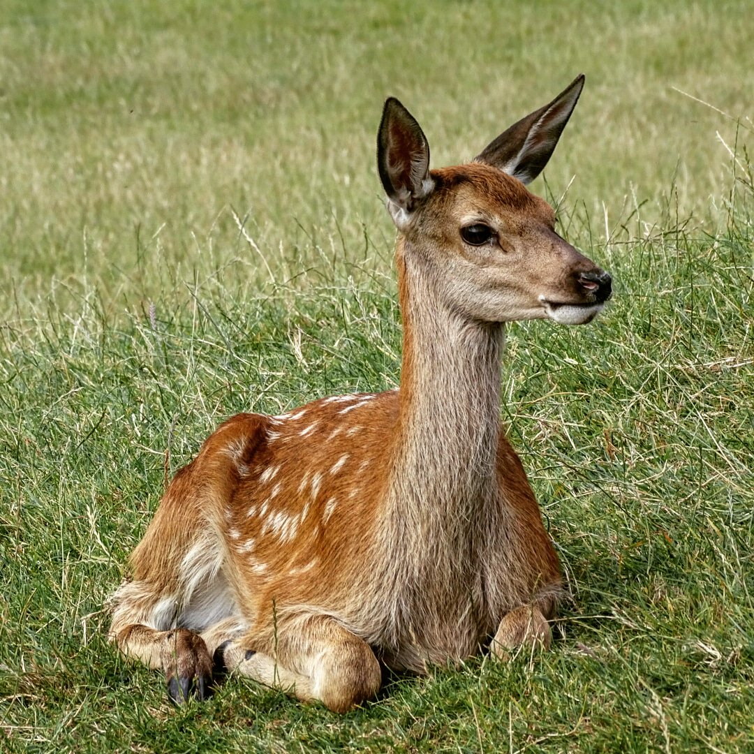 This little guy though ❤ #deer #fawn #baby #babydeer #reddeer #bambi #worldofcountrylife #sandybay #exmouth #devon #summer #august