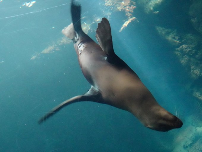 カリフォルニアアシカのtwitterイラスト検索結果