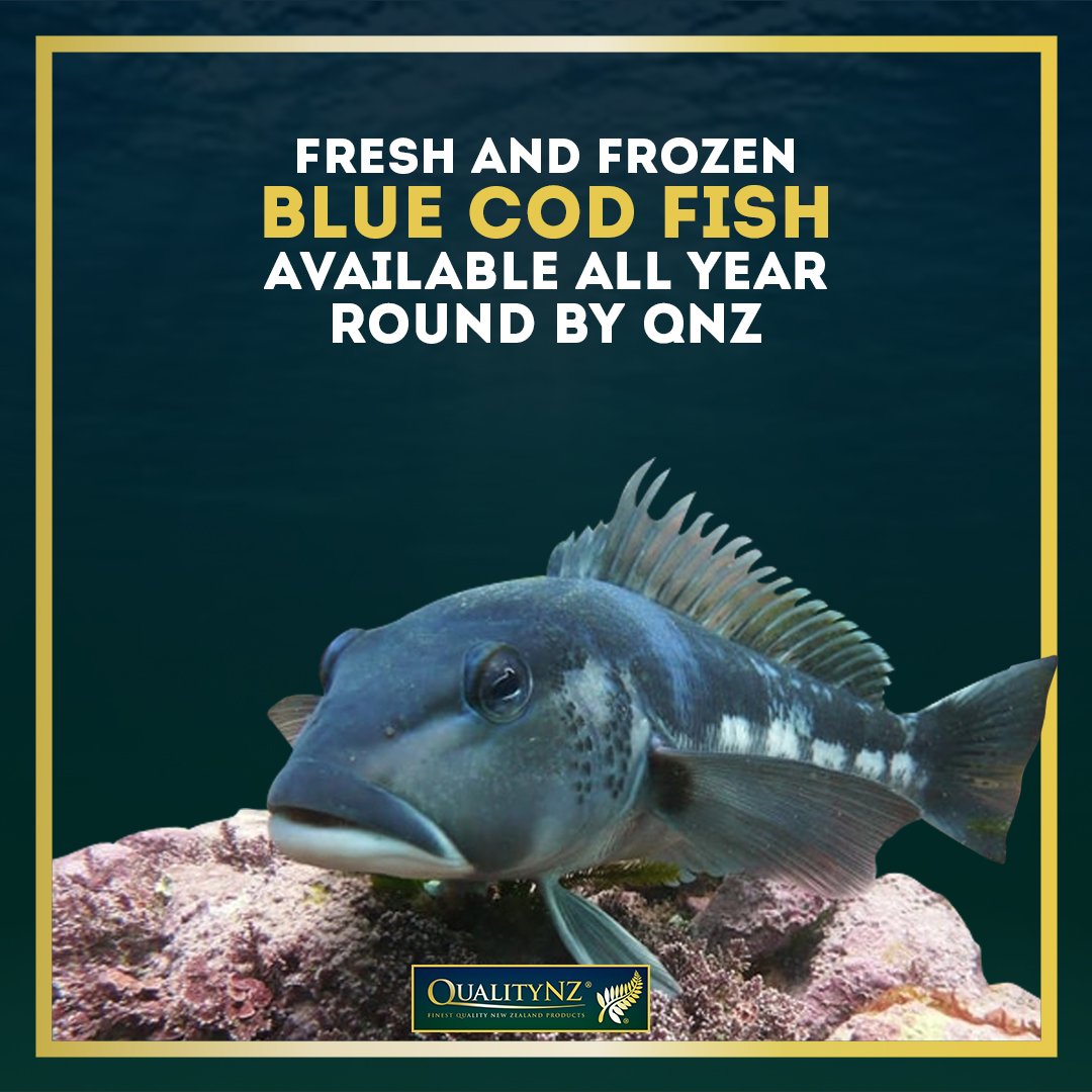 quality_nz's tweet photo. #QualityNZ #BlueCod is native to New Zealand. It is a plump fish which produces very delicious fillets and the smoked flesh of the blue cod is regarded as a delicacy. It can be served in numerous ways but most scrumptious when battered, crumbed and pan fried with a bit of lemon. https://t.co/gBNkSGoRIQ