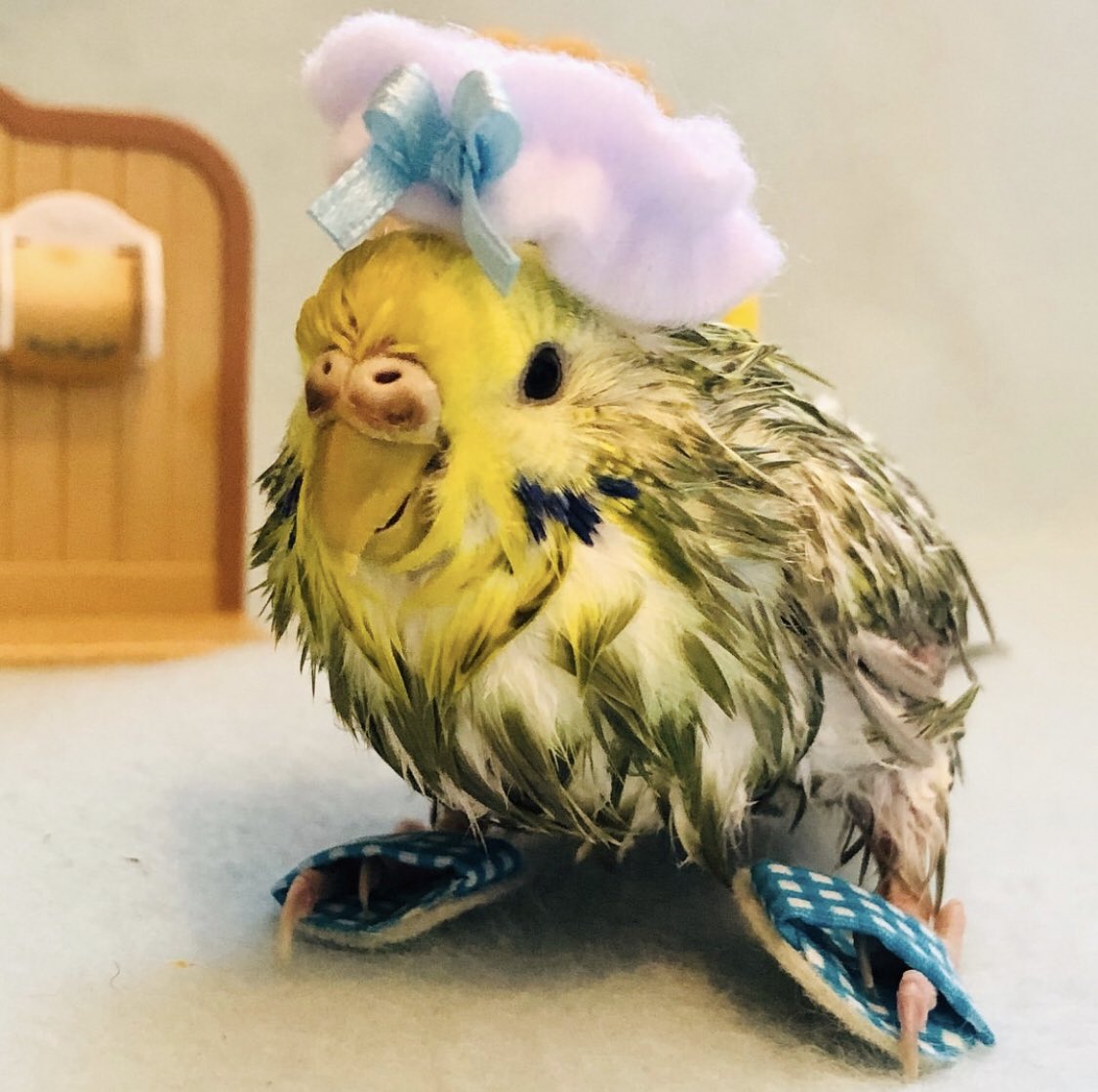 itsdiscobudgie's tweet photo. In the bath as a birb out the bath as cabbage 🥬 - sky * no bird was harmed in the making of this , sky just took her weekly bath in water #cutebirdie #budgie #budgielover #sky_lovers #bathissues #wetfeather #wetbird #RevolutionNow #numberneighbor #bathrooms #bathrobe https://t.co/zicjNH45TP