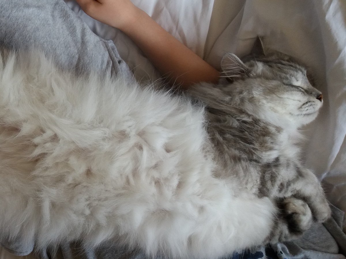 Silver_Puss's tweet image. #Caturday #Liein OK, I've got a list of jobs...spiders to slay, squirrels to watch, food to munch. But for now, they can wait.