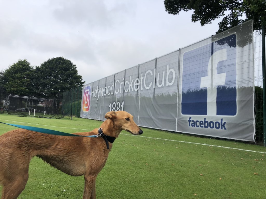 HolywoodCC's tweet photo. Security Guard “Edna the Lurcher” keeping a watchful eye for over the age 3 to 7 Mini Bouncers cricket this Saturday morning (9am to 10am). Good job Edna, no cats in sight 🐱 #HCC1881 #Holywoodcodown #holywoodcountydown #HolywoodCricket https://t.co/HKSVBWjsN4