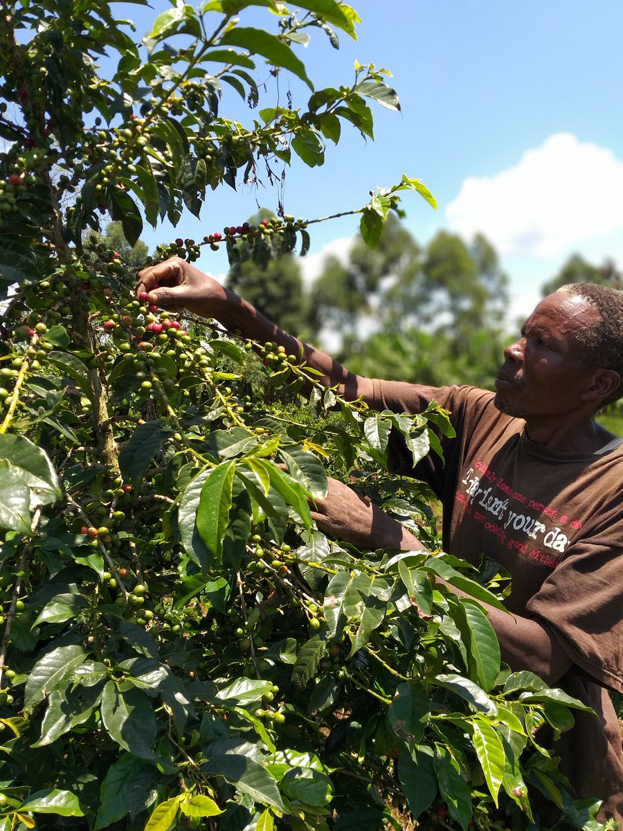 Samwel Tarus picks coffee berries of K-7 coffee tree at Chepketiiyo farm, Kapkurmeny