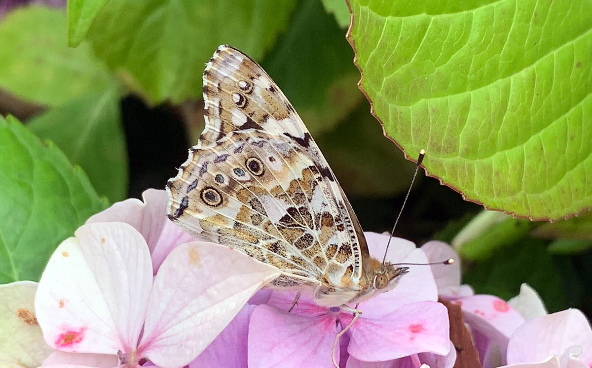 robertz's tweet photo. This #butterfly flew away before I could see the upper sides of its wings, so I don't know what it was.

#wildlife #nature #England https://t.co/CR5ytJTbI6
