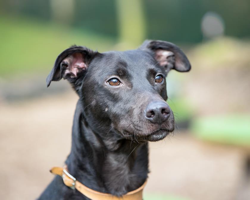 DogsTrust's tweet image. Say Hi to Toby! 💛

Toby is a sweet dog who LOVES running around after his toys and generally being downright silly! 🐾

Once he is tuckered out he'll snuggle up next to you for a snooze 💤

Toby is at Dogs Trust Merseyside 👉 fal.cn/33fBF