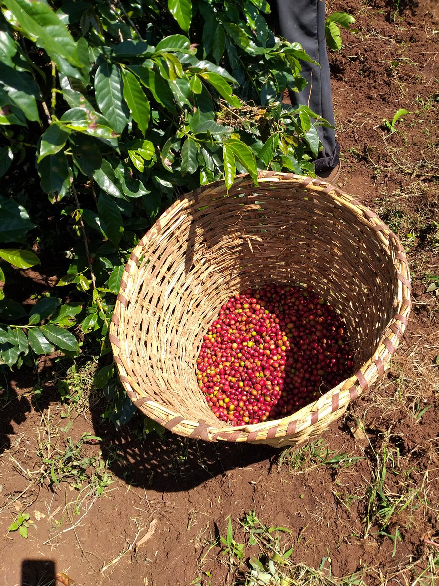 Harvested coffee berries ready to be delivered to Kapsaos-Toretmoi Coffee Growers Cooperative in Nandi