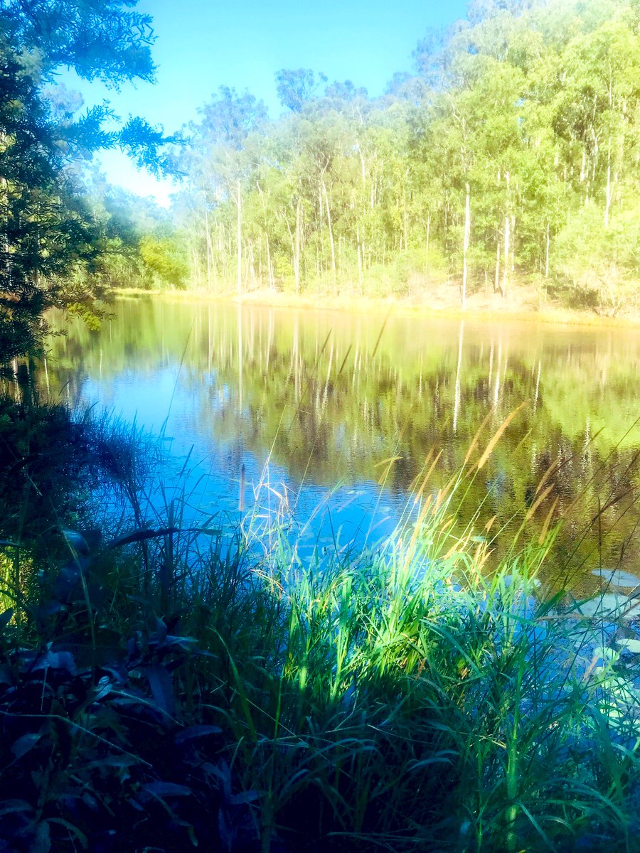 theneedtorun's tweet image. Beautiful trails on a 20k today mid winter &amp;amp; 23 degrees another 20k back to back tomorrow with about another 500m of vert. #trailrunning #runwithdogs
