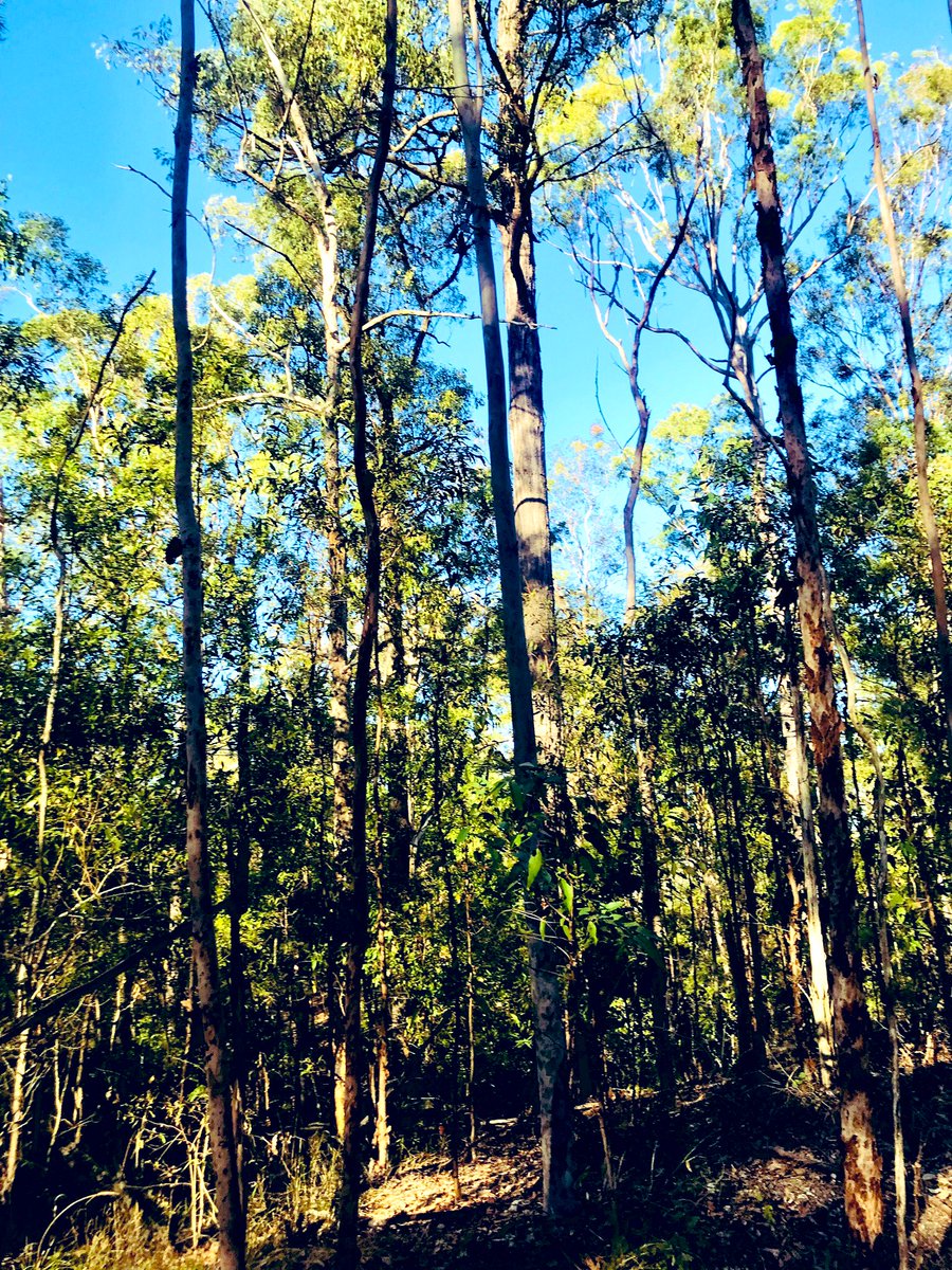 theneedtorun's tweet image. Beautiful trails on a 20k today mid winter &amp;amp; 23 degrees another 20k back to back tomorrow with about another 500m of vert. #trailrunning #runwithdogs