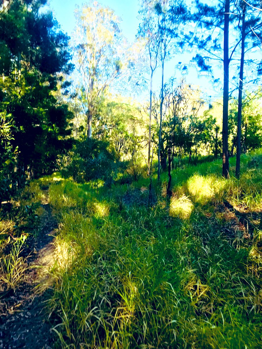 theneedtorun's tweet image. Beautiful trails on a 20k today mid winter &amp;amp; 23 degrees another 20k back to back tomorrow with about another 500m of vert. #trailrunning #runwithdogs