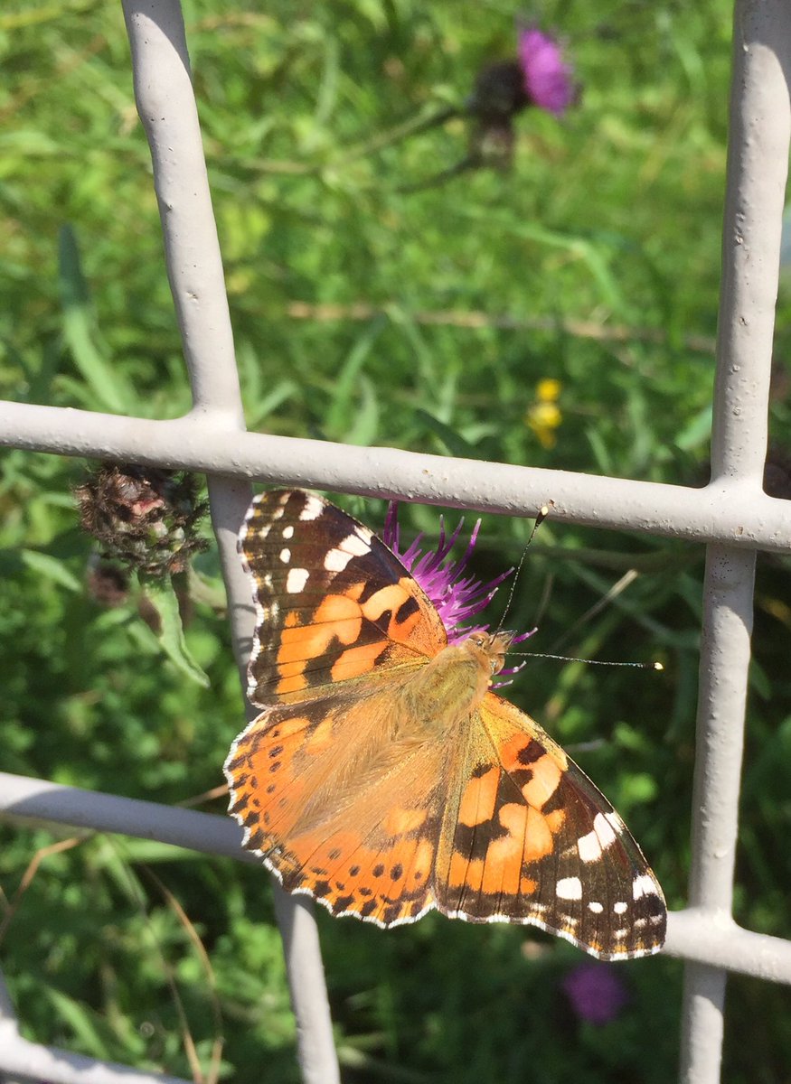 Millions of ‘painted lady’ butterflies migrate to the UK in a onceina