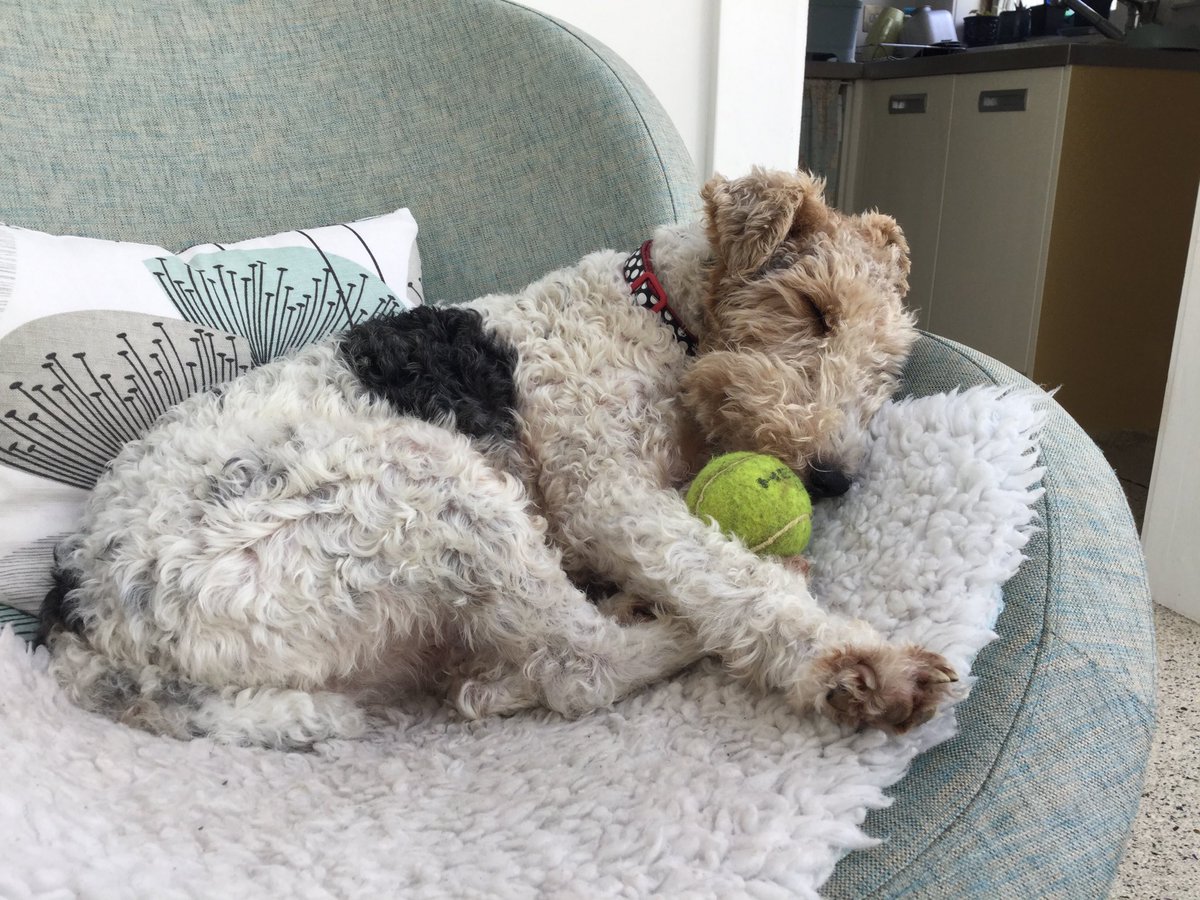 ASuttonGlass's tweet image. ⁦@JaynetheDig⁩ Wilf, meet Wilf.  Must be a foxy thing!