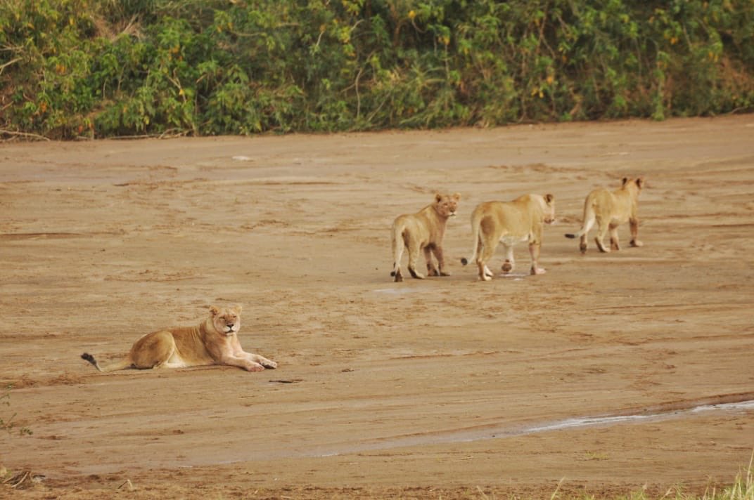 Cats close to Biyela Lodge, cooling off in the river bed 🦁
.
#weekends #lionesses #cats #umfolozibigfivegamereserve #kzn #mantiscollection #dokzn