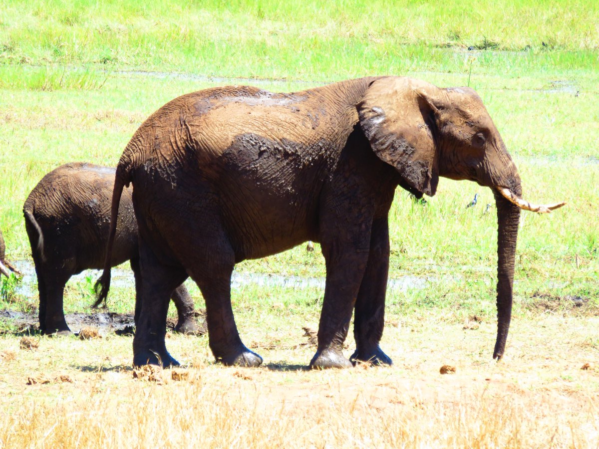 Loxodonta africana (African elephant)  
The iconic animal of Tarangire national park. It's estimated that there are more than 300 elephants residing in the park.
ndandatours.com
#elephants #tarangire #iconicanimal #elephantparadise