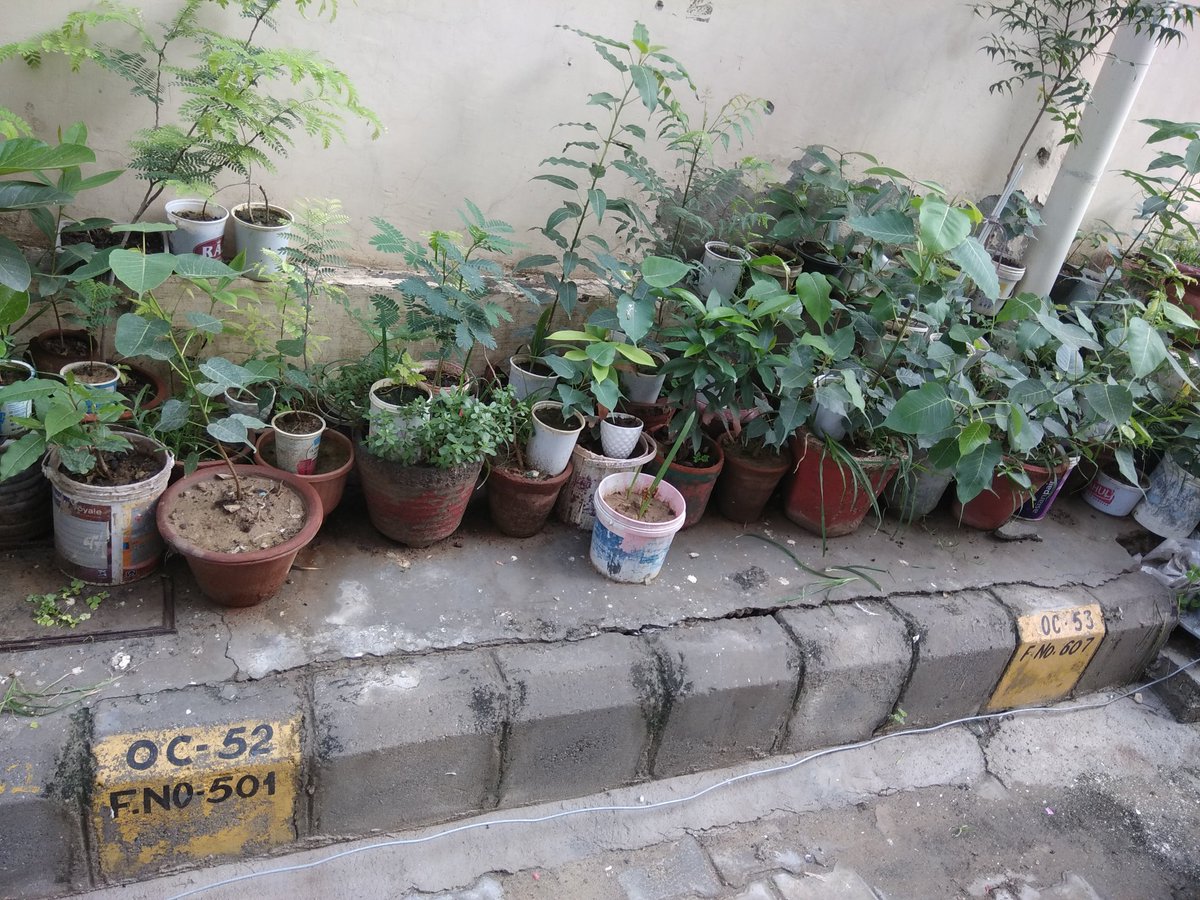 ruchinmehra's tweet image. My plant bank..#futuretrees #futureforests its growing day by day..