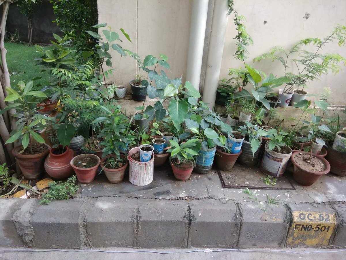 ruchinmehra's tweet image. My plant bank..#futuretrees #futureforests its growing day by day..